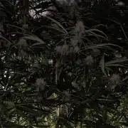 White Monster - 100w - Livegrow @twitch