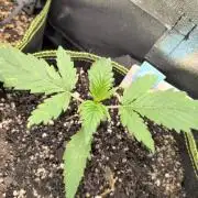 Gelato & Cheese Auto. - 135w