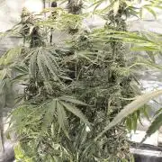 White Monster - 135w - @twitch