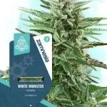 White Monster Auto. Zamnesia 70x70 100w