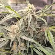 White Monster - 135w - @twitch