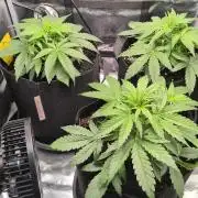 White Monster Auto. Zamnesia 70x70 100w