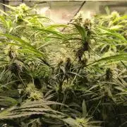 White Monster - 120w - Livegrow @twitch