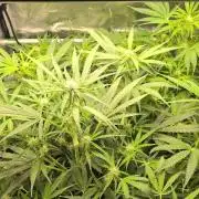 White Monster - 100w - Livegrow @twitch