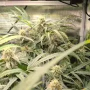 White Monster - 135w Canopy - @twitch