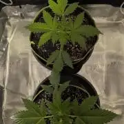 Gelato & Cheese Auto. - Ucl Run