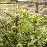 White Monster - 100w - Livegrow @twitch