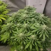 Blue Zushi from GrowersChoice
