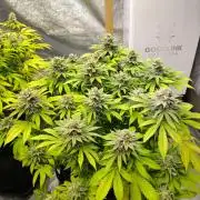 Blue Zushi from GrowersChoice
