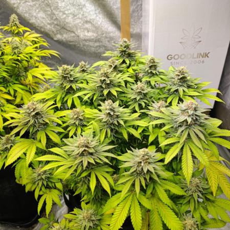 Blue Zushi from GrowersChoice