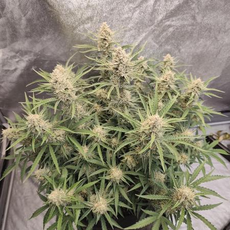 Platinum mimosa cookies Double XL