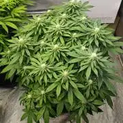 Blue Zushi from GrowersChoice