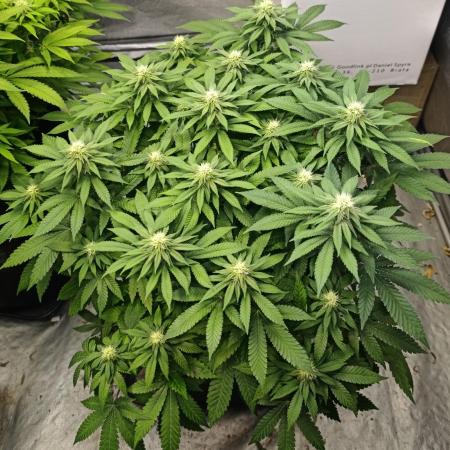 Blue Zushi from GrowersChoice