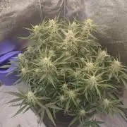Platinum mimosa cookies Double XL