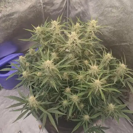 Platinum mimosa cookies Double XL