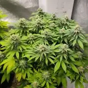 Blue Zushi from GrowersChoice