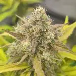 Zamnesia Northern Lights Auto