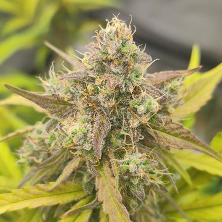 Zamnesia Northern Lights Auto