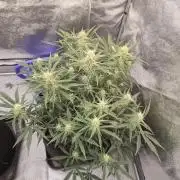 Platinum mimosa cookies Double XL