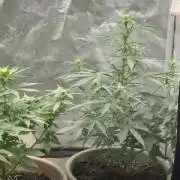 The bajan grow show