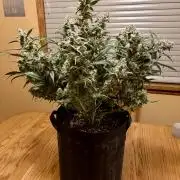 First Indoor Grow 1 Seed and 1 Clone