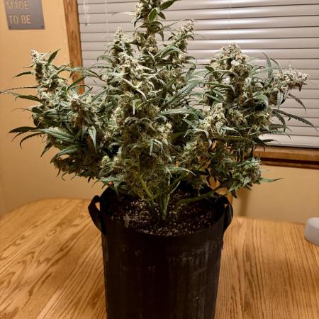 First Indoor Grow 1 Seed and 1 Clone