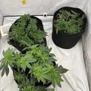 CC • CP • RS11B – Indoor Run