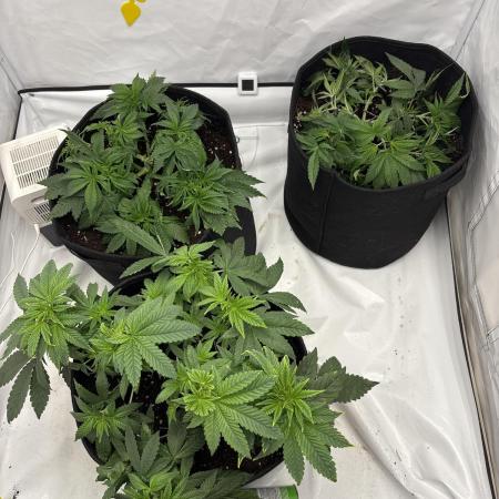 CC • CP • RS11B – Indoor Run