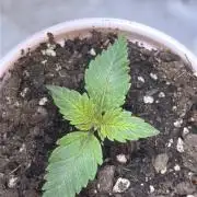 Pineapple Chunk
