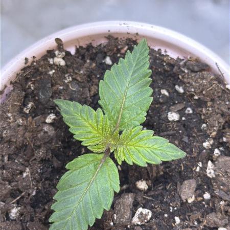 Pineapple Chunk