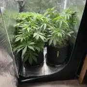 Orange Sherbet ff