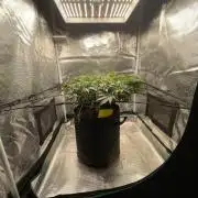 Sleepy Joe Steckling von Anesia Seeds