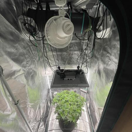 Sleepy Joe Steckling von Anesia Seeds