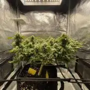 Sleepy Joe Steckling von Anesia Seeds