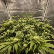 Sleepy Joe Steckling von Anesia Seeds