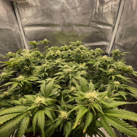 Sleepy Joe Steckling von Anesia Seeds