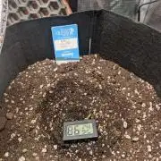 Auto Gorilla Glue#4 Indoor