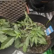 Auto Gorilla Glue#4 Indoor