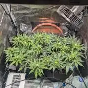 Auto Gorilla Glue#4 Indoor
