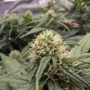 Auto Gorilla Glue#4 Indoor