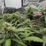 Auto Gorilla Glue#4 Indoor