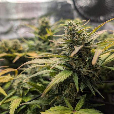 Auto Gorilla Glue#4 Indoor