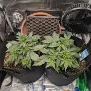 Auto Gorilla Glue#4 Indoor