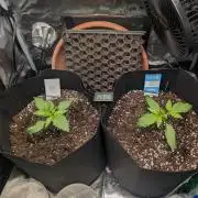 Auto Gorilla Glue#4 Indoor