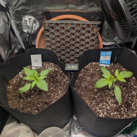 Auto Gorilla Glue#4 Indoor