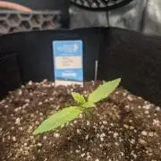 Auto Gorilla Glue#4 Indoor