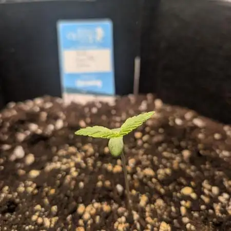 Auto Gorilla Glue#4 Indoor