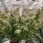 THE GR33N HAND GENETIX