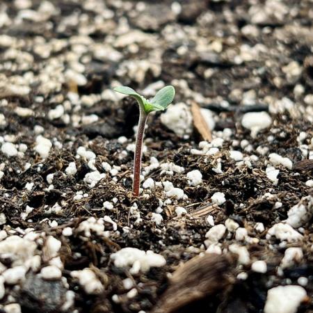 Terp Sneeze (Speedrun Seeds)