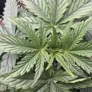 Terp Sneeze (Speedrun Seeds)